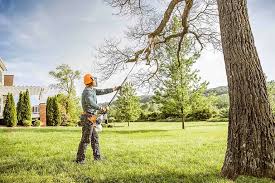 Reliable Mapleton, ND Tree Services Solutions