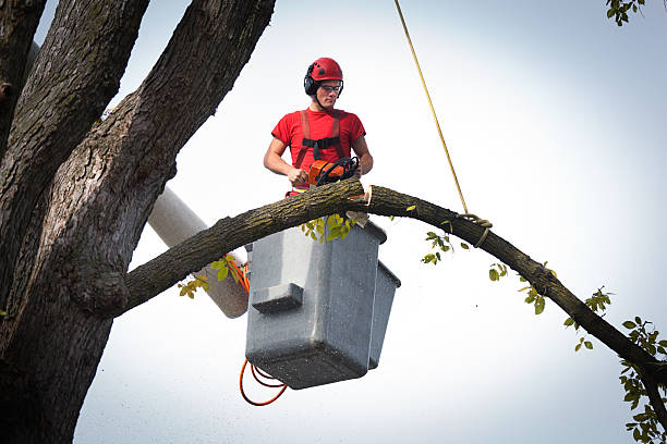 How Our Tree Care Process Works  in Mapleton, ND